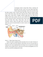 Ikd Vestibular