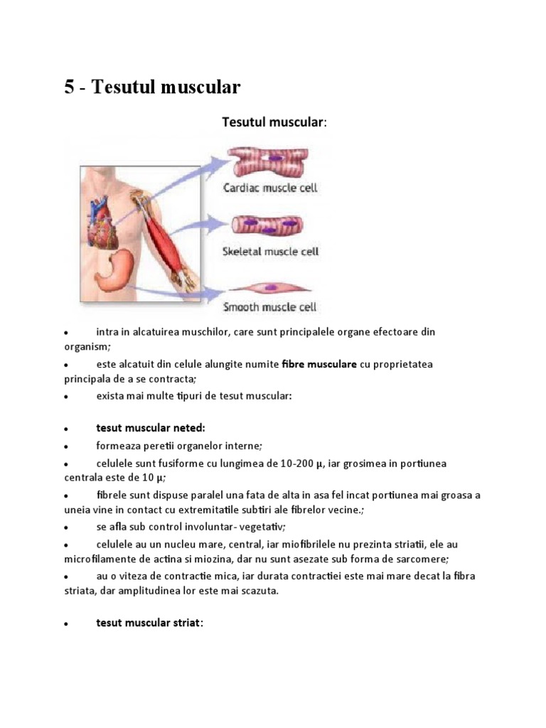 5 - Tesutul Muscular | PDF