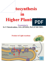 Photosynthesis II