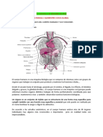 1 Clas Anatomia Organos Importantes Del Cuerpo Humano