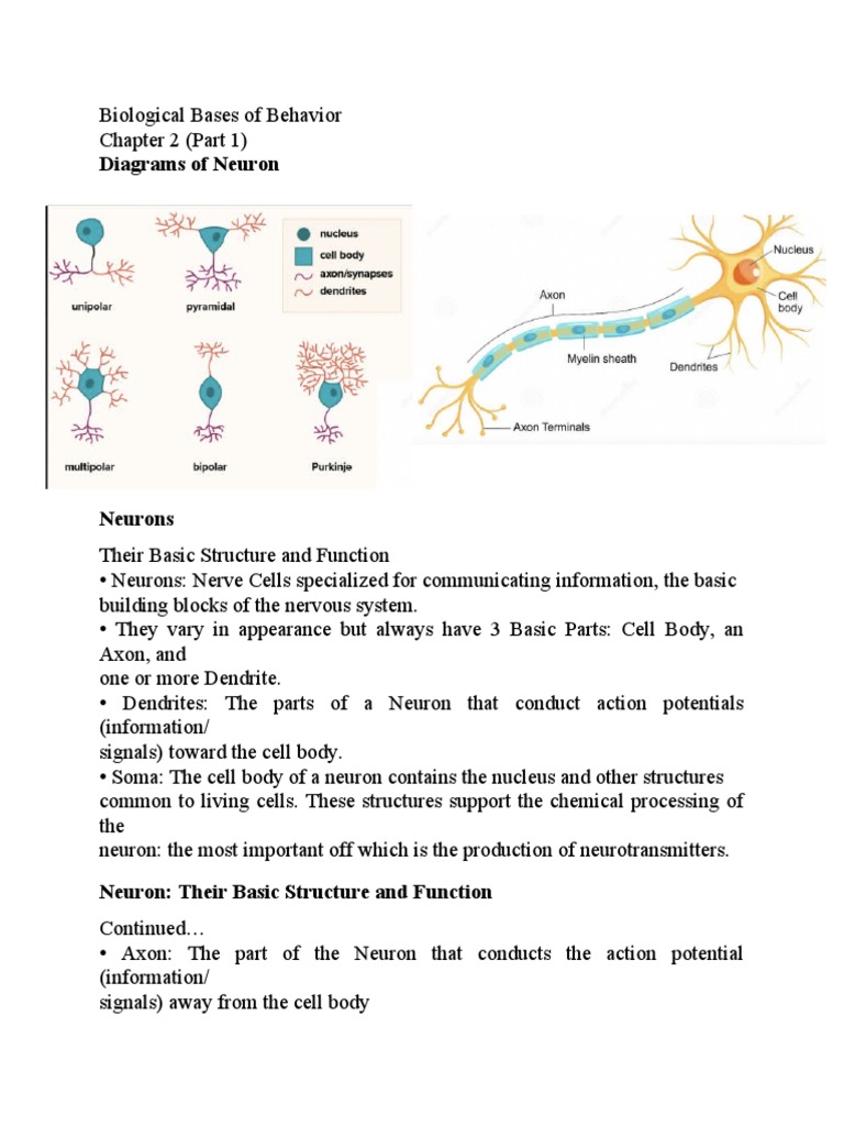 Ritu Sheet and Exam PDF Neurotransmitter Neuron