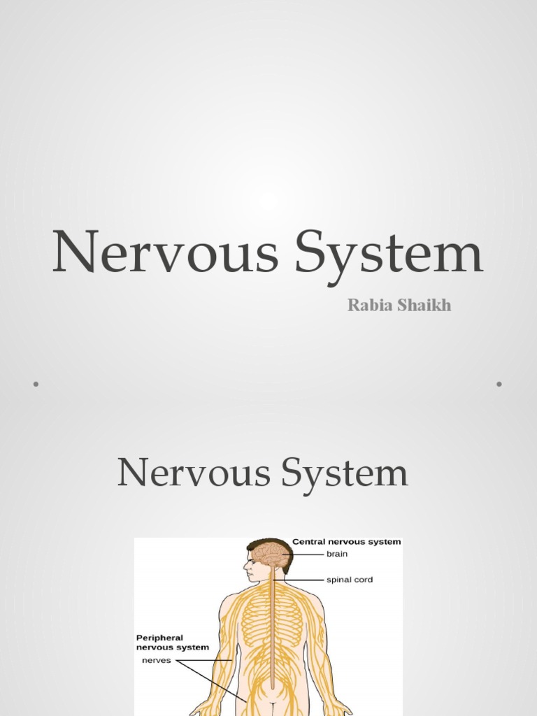 Nervous System | PDF | Central Nervous System | Brainstem