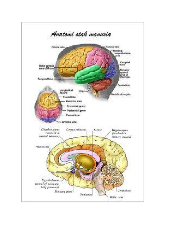 Gambar Anatomi Otak | PDF