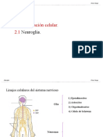 2.1 Neuroglia