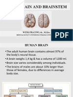 Otak&Batang Otak