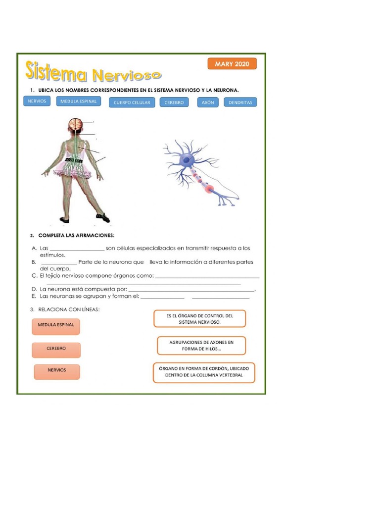 Sistema Nervioso Pdf