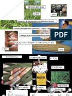 2 - As Biomoleculas (Agua, Proteínas e Carboidratos)