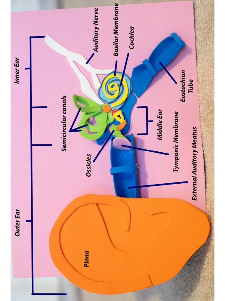 Ear Model - JPG | PDF