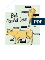 Total dan diferensiasi leukosit sapi pejantan unggul dengan BCS tinggi
