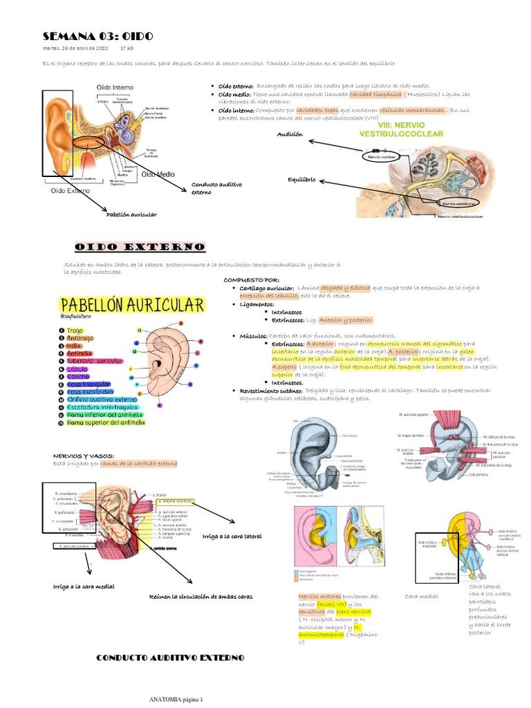 Semana 03 Oido | PDF | Oído | Sistema nervioso