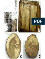 Ophiostoma-Corthylus Bark Beetle Damage in Alder Trees Colombia