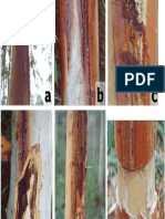 Botryodiplodia Damage On Eucalyptus