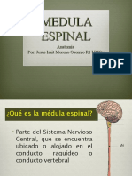 Anatomía Medula Espinal