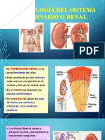 Fisiología Renal - 2022