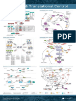 Poster Chromatin and Translational Control Pathway