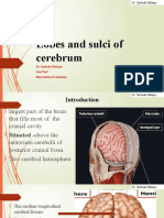 Lobes of Cerebrum