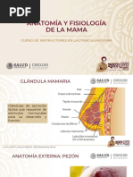 Anatomía de la Mama y Glándulas Mamarias | PDF | Pecho | Epitelio