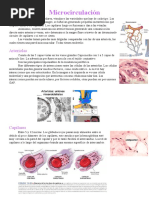 Tipos de capilares en histología | PDF | Capilar | Bazo