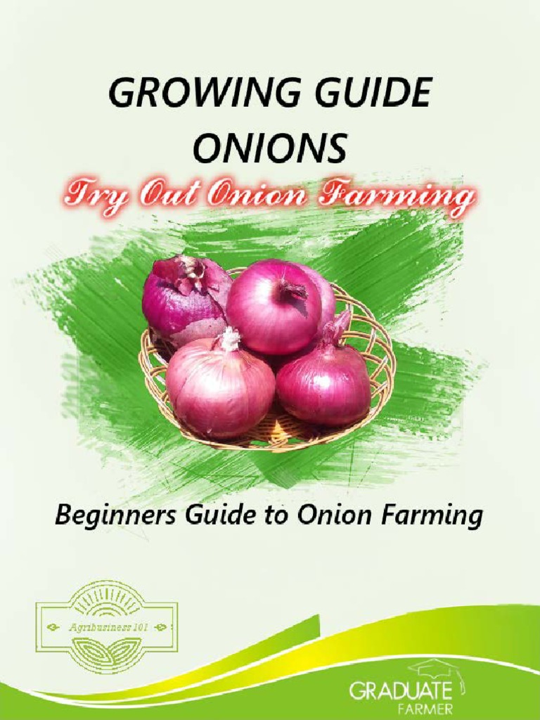 Skip The Grocery Store Grow Your Own Onions A Simple Guide On How To Plant Onion Bulbs - g3woznc