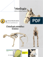 Osteología Miembros