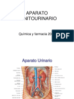 Anatomia Sistema Urinario