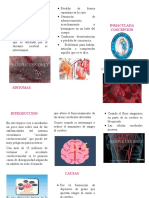 Sistema Ciculatorio 2