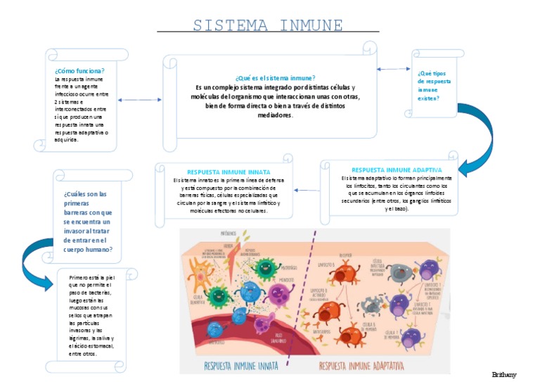 Sistema Inmune | PDF