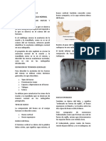 Radiografía dental maxilar