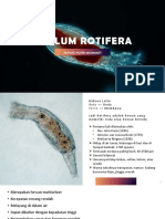 Phylum Rotifera