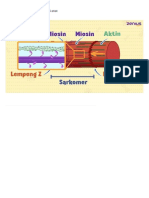 Gambar Mekanisme Kontraksi Otot