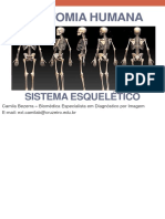 Sistema Esquelético Anatomia Humana