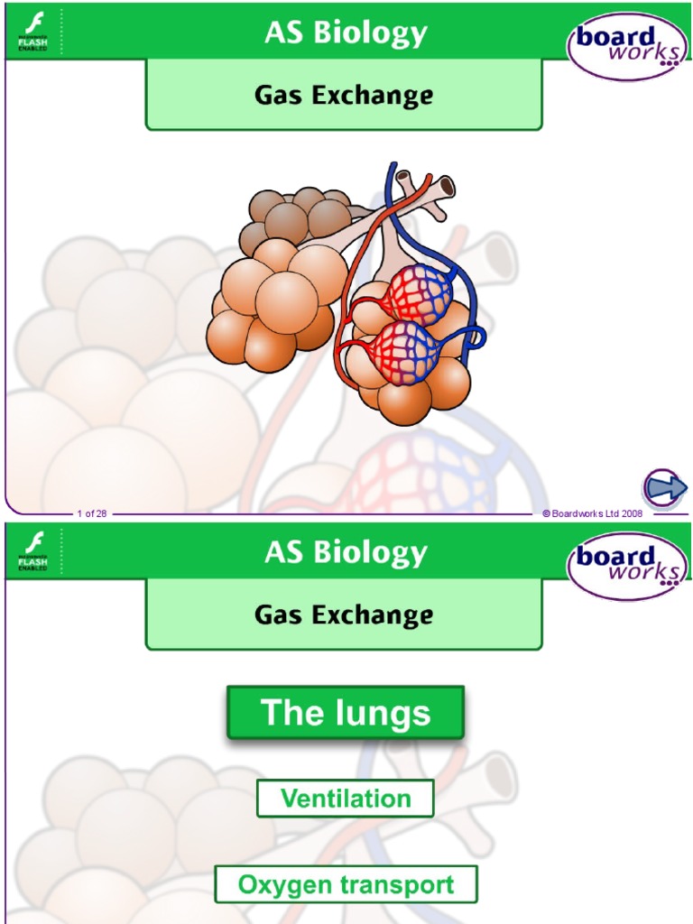 Gas Exchange Cystic Fibrosis & Screening PDF Lung Breathing