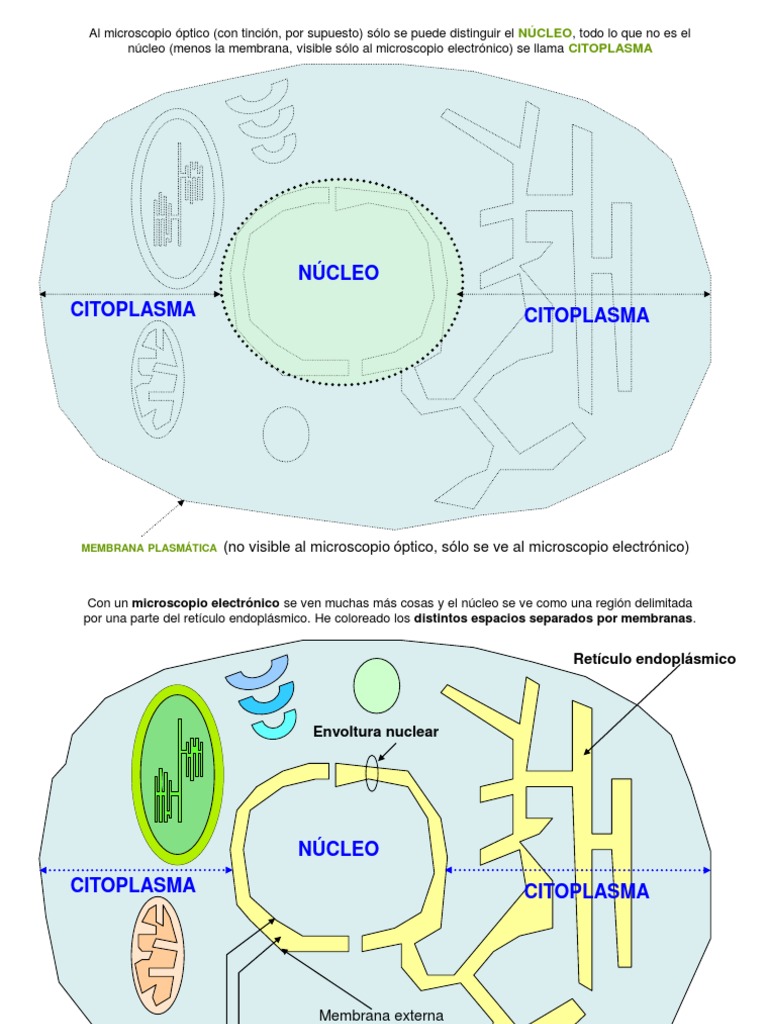 Estructura Celular - Nombres | PDF | Citoplasma | Nucleo celular