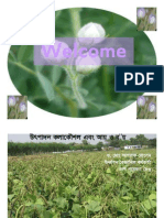 Mungbean Variety 2011 (Compatibility Mode)