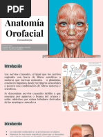 Músculos e Inervación Orofaciales