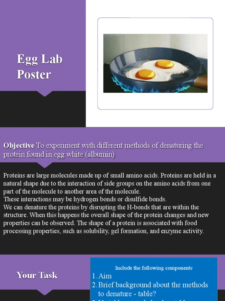 F1cdd6ac Egg+Lab PDF Denaturation (Biochemistry) Proteins