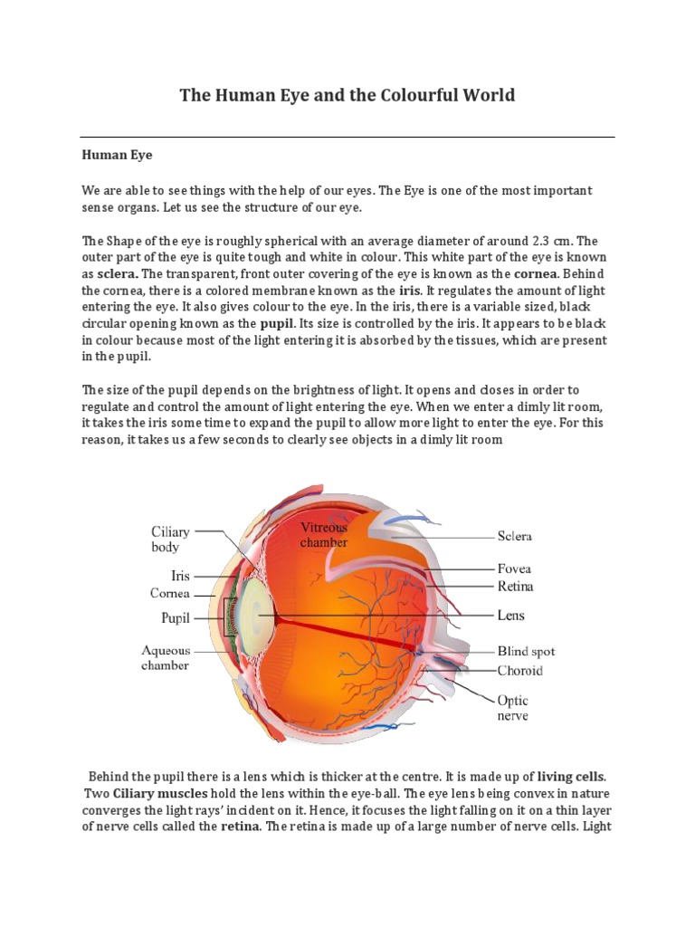 The Human Eye and The Colourful World | PDF | Rainbow | Eye