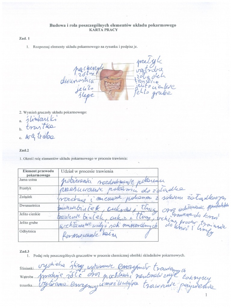 Układ Pokarmowy Sprawdzian Biologia Na Czasie 2 Odpowiedzi Biologia-Karta Pracy Układ Pokarmowy | PDF