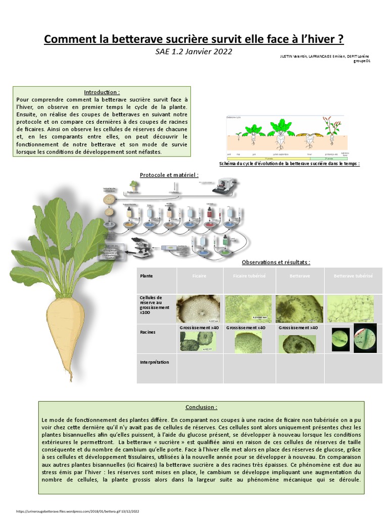 Cycle de vie de la betterave sucrière | PDF | Racine | Betterave sucrière