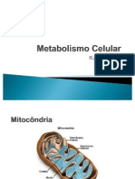 Metabolismo Celular