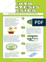 Resum Infogràfic de La Fotosíntesi 2n Bach