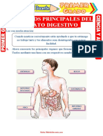 Organos Principales Del Aparato Digestivo para Primer Grado de Primaria