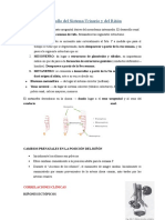 Clase 1 - Desarrollo Del Sistema Urinario y Del Riñón