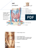 Thyroid Gland