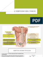Sistema Nervioso Del Toráx