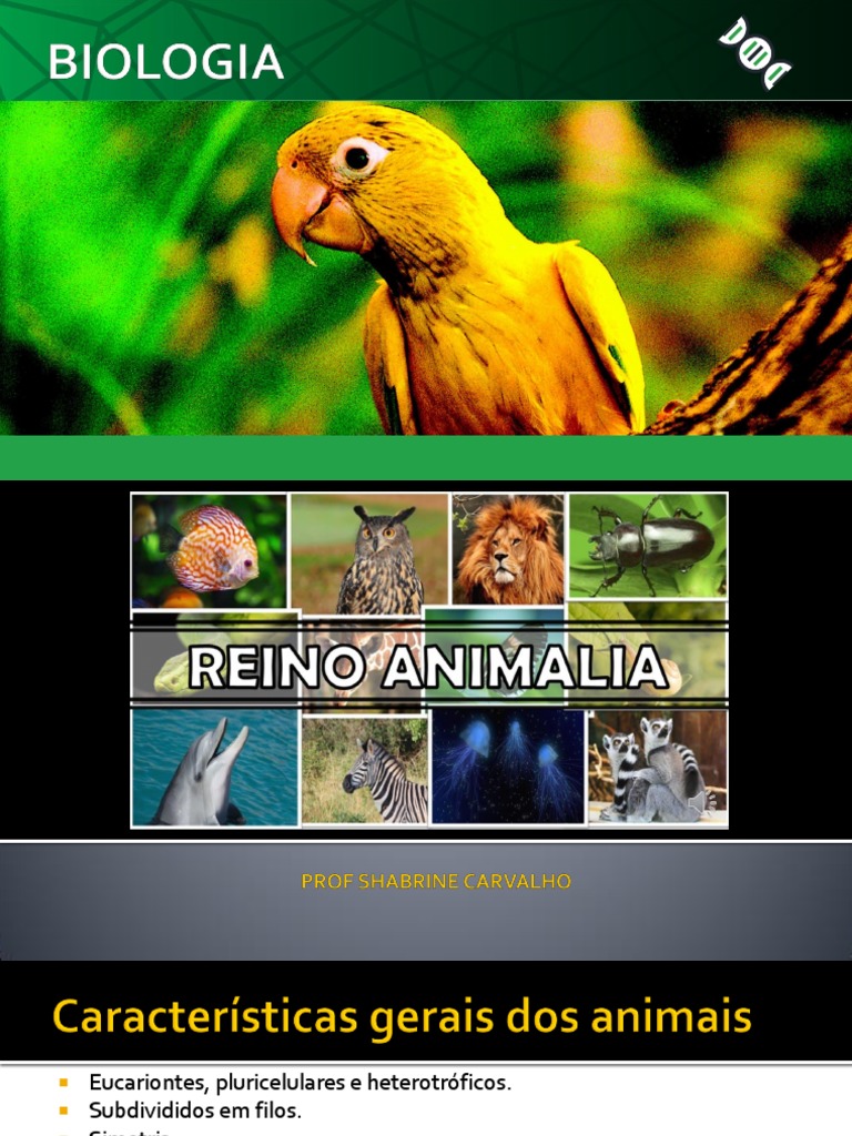 Reino Animalia Atualizado | PDF | Biologia | Organismos
