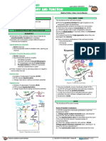 Neuron Anatomy & Function Atf