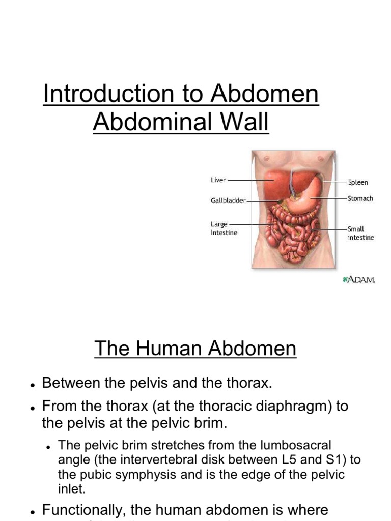 Abdominal Wall Anatomy Overview | PDF | Abdomen | Vertebra