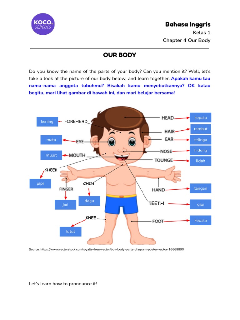Revision Notes Bahasa Inggris 1 Kelas 1 Chapter 4 Our Body Pdf