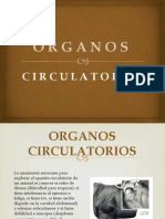 Org. Circulatorio 1